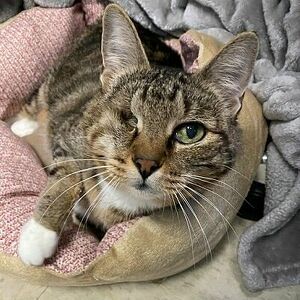 Fundraising Page: Hannah The Cat